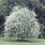 Pyrus salicifolia 'Pendula'